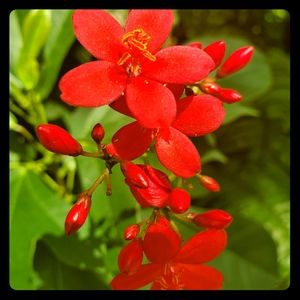 Meet your Posher, Cynthia